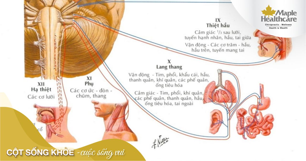 Rối loạn dây thần kinh số 10: Nguyên nhân, triệu chứng và cách điều trị hiệu quả