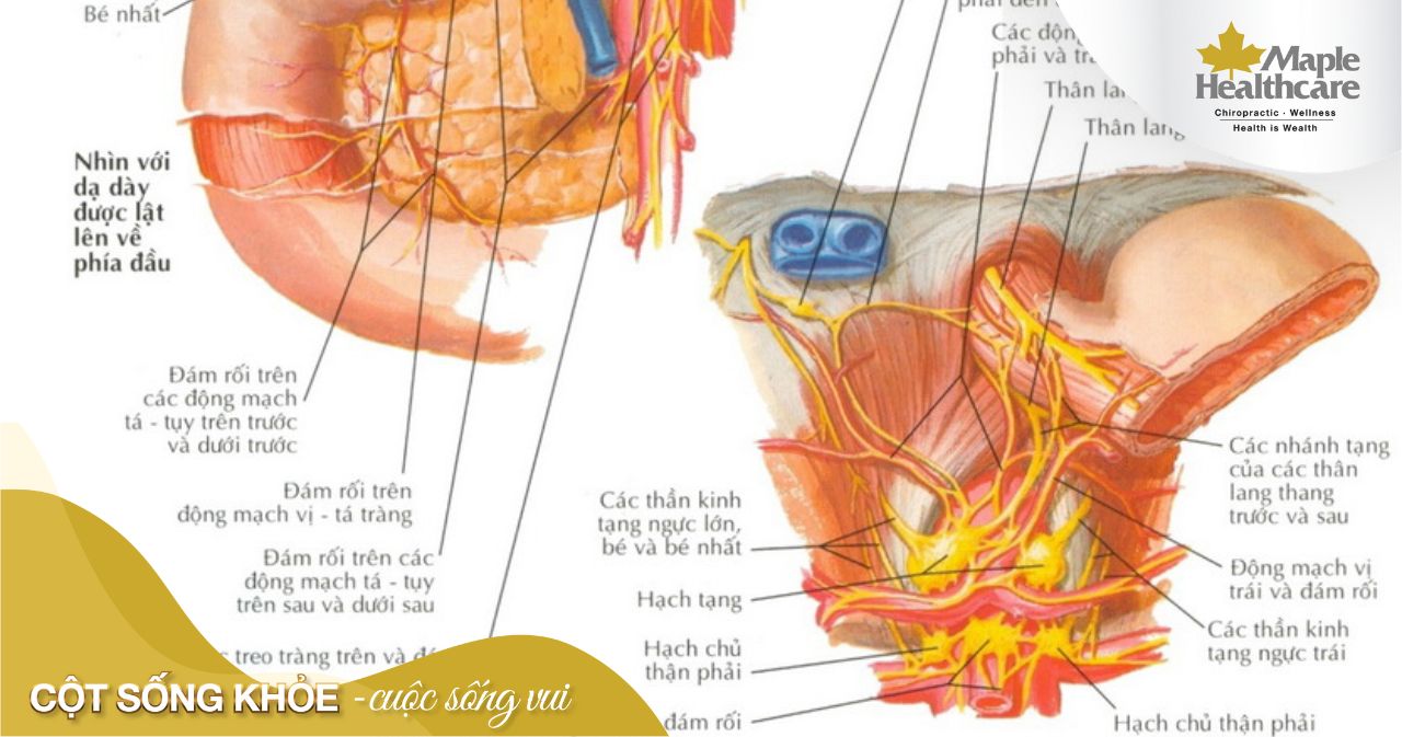 Thần Kinh Dạ Dày: Nguyên Nhân, Triệu Chứng và Cách Điều Trị Hiệu Quả