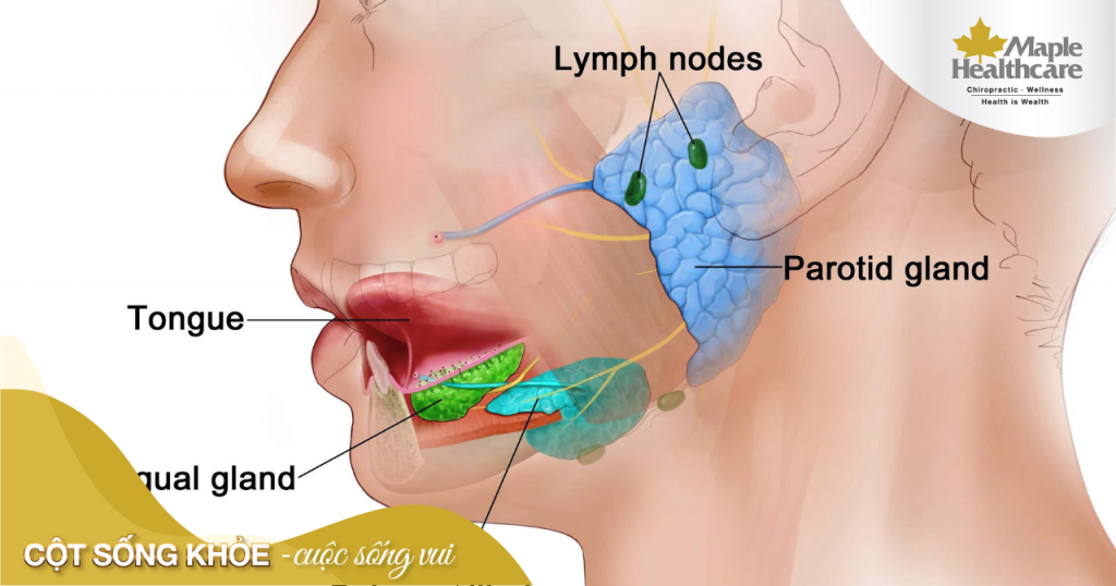 Viêm tuyến nước bọt là gì? Bệnh có nguy hiểm không?