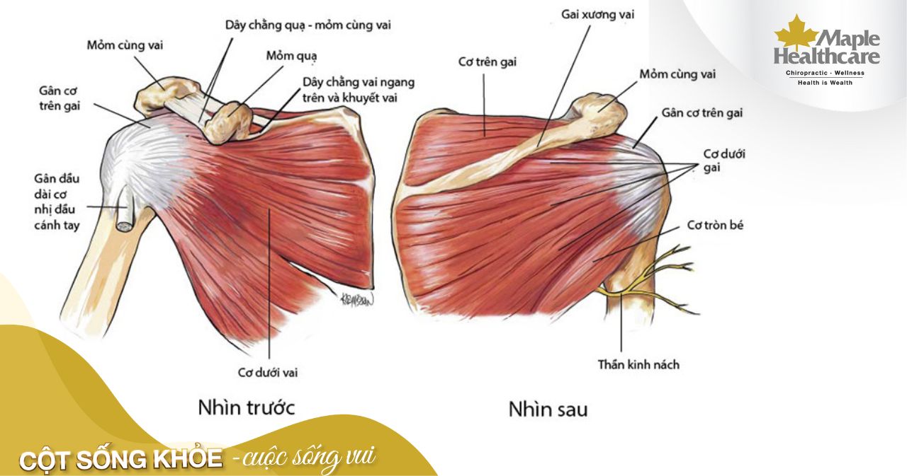 Cấu tạo vùng bả vai bạn cần biết